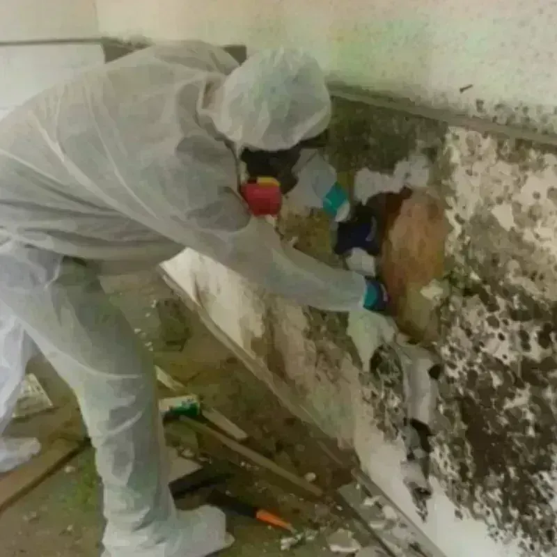 Mold Remediation and Removal in Olmsted County, MN